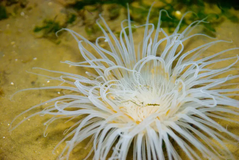 Pearl White to Yellow Tube Anemone Size: XL 6" to 8" Approx