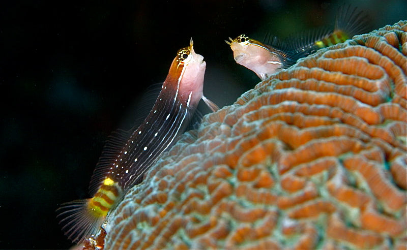 Rare Pictus Blenny