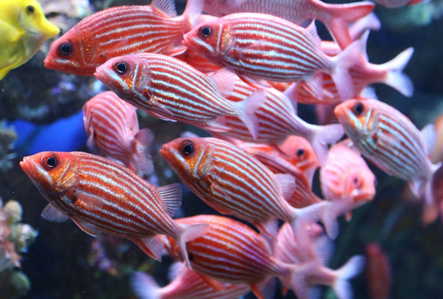 Striped Squirrelfish Size: L 5" to 6"