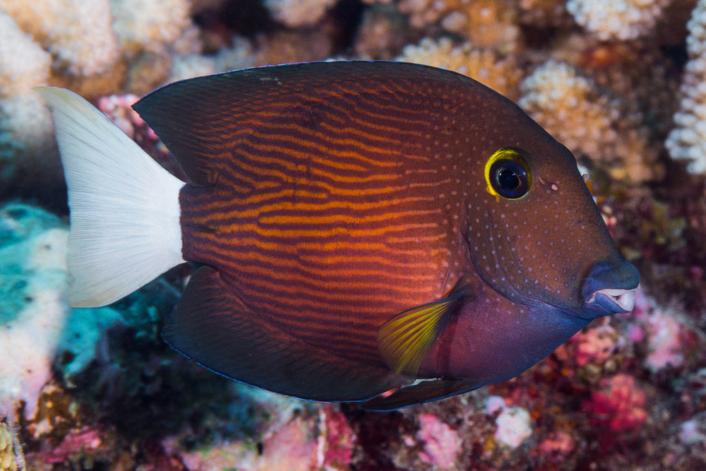 White Tail Bristletooth Tang - Violet Aquarium