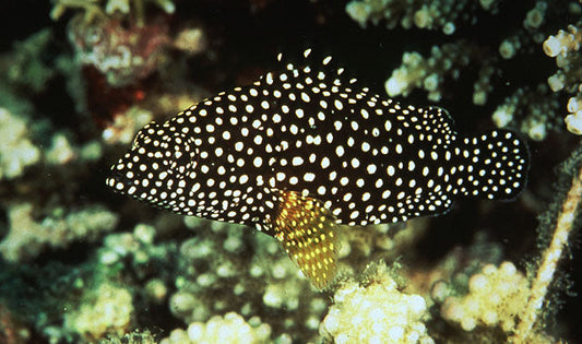 White Spotted Grouper Size: M 2" to 3"