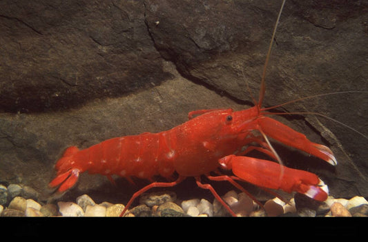 Japanese Snapping Shrimp Size: M 2" to 3"