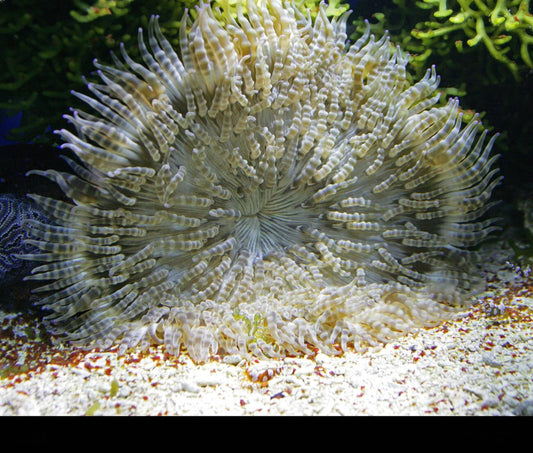 White Beaded Sand Anemone Size: Tiny 2" and below