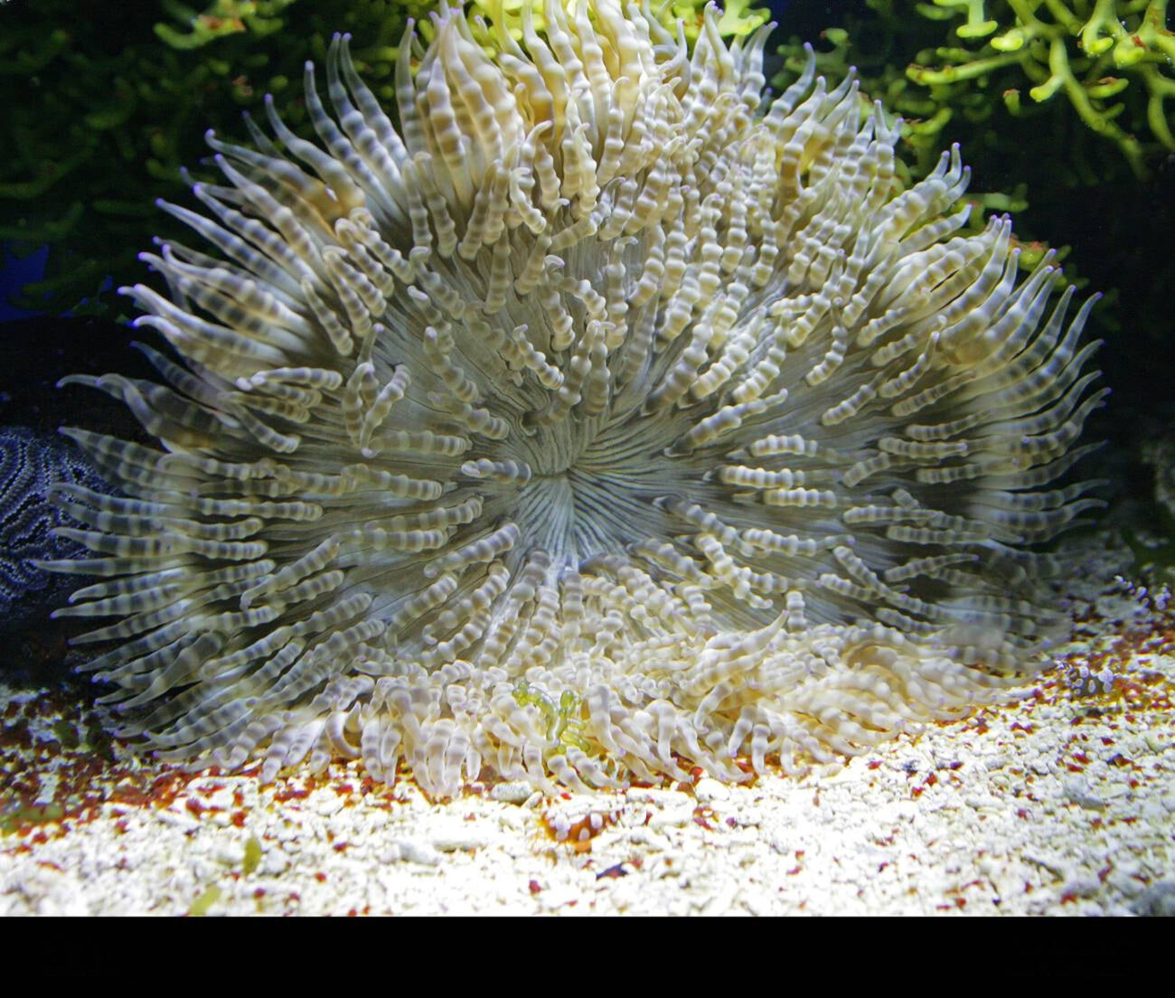 White Beaded Sand Anemone Size: M 3" to 4"