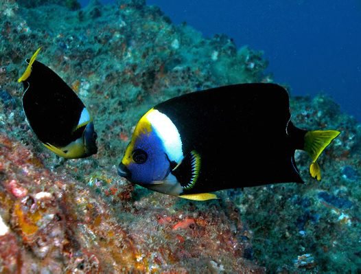 Personifer Angelfish Australia (Female) Size: XL 4" to 6" - Violet Aquarium 
