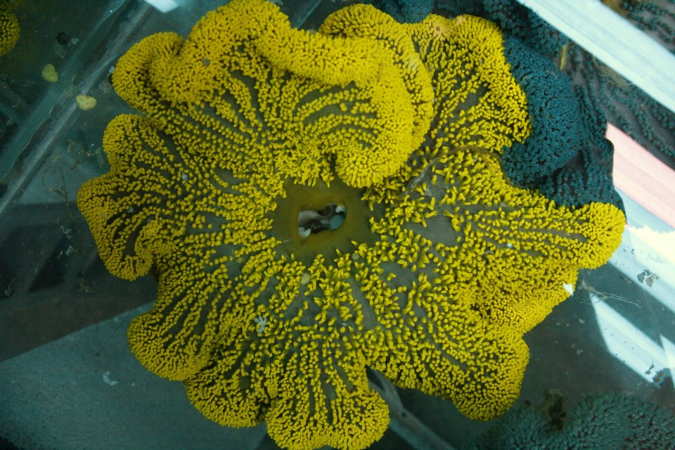 Rare Aussie Metallic Green Gigantea Carpet Anemone Size: XXL/SHOW  12" to 24"