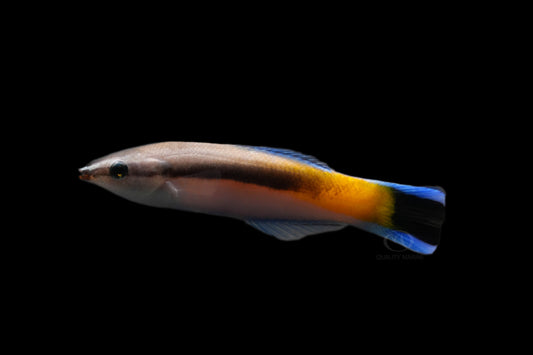 Rare Golden Patch Cleaner Wrasse (Tonga) Size: ”XXL 3" to 4"