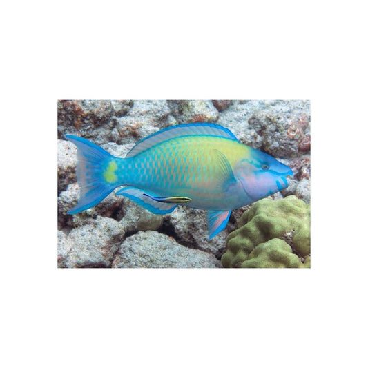 Princess Parrotfish - Violet Sea Fish and Coral