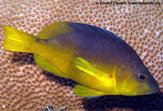 Yellow Belly Hamlet