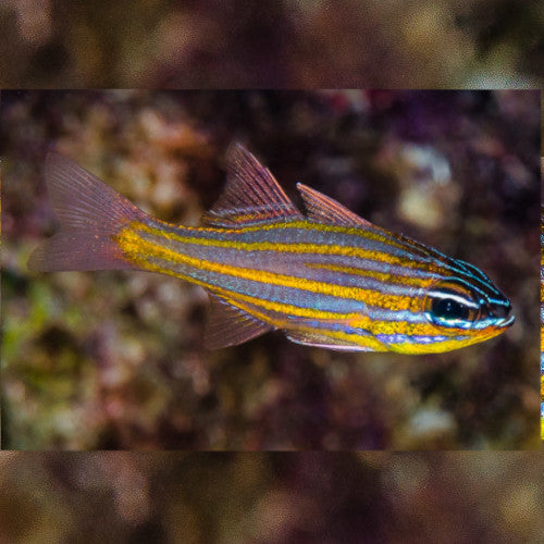Yellow Striped Cardinal