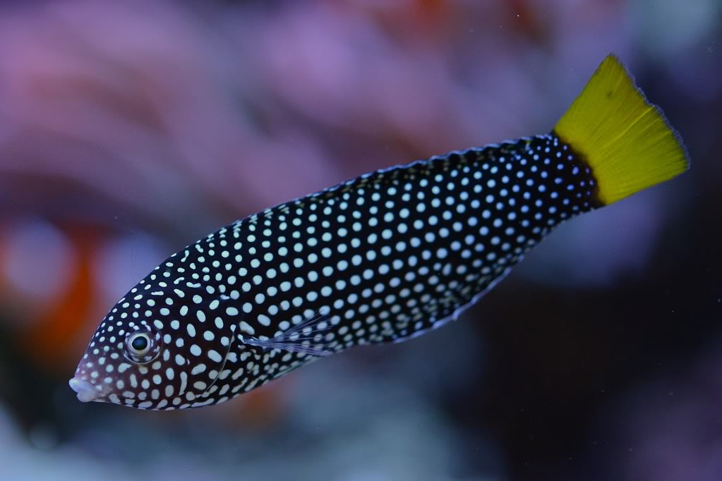 Yellowtail Tamarin Wrasse Size: SHOW 4" or Above
