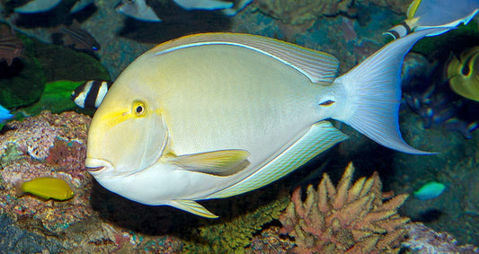 Yellow Fin Tang Fish - Violet Aquarium