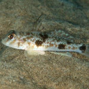 Fringyfin Goby