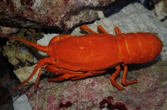 Red Dwarf Spiny Lobster Size: 1" to 2"