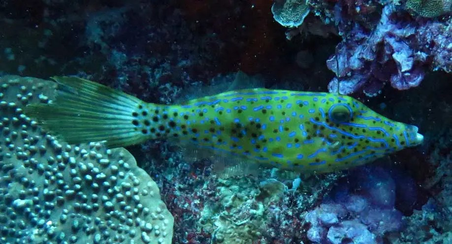 Scrawled Leatherjacket Size: L 3" to 4" - Violet Aquarium 