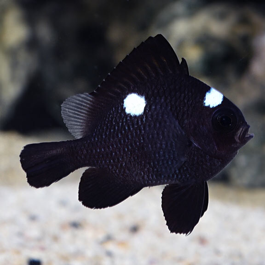 Domino Damselfish - Violet Aquarium