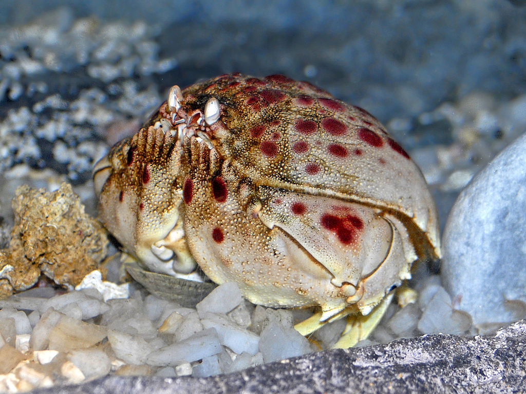 Calappa Crab - Violet Sea Fish and Coral