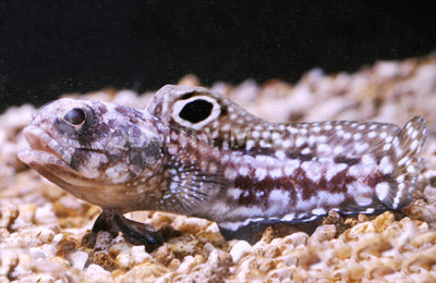 Bullseye Jawfish - Violet Sea Fish and Coral