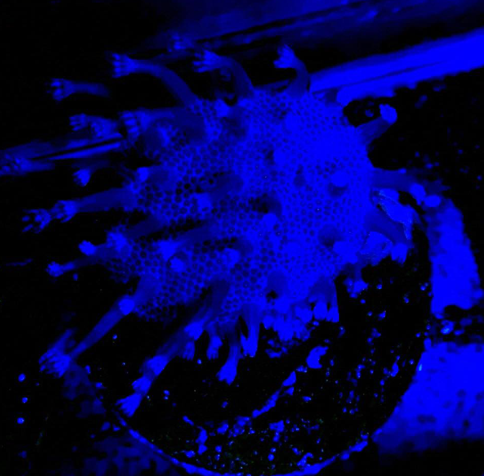 Purple Toadstool Coral Frag - Violet Aquarium 