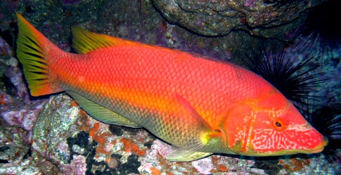 Barred Hogfish Fish Show Size (Maldives) - Violet Sea Fish and Coral