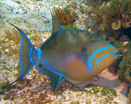 Queen Triggerfish - Violet Sea Fish and Coral