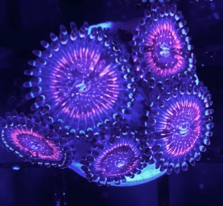 Armor of God Paly - Violet Aquarium 