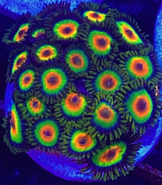 Rasta Zoa Frag - Violet Aquarium 
