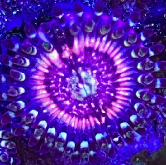 Armor of God Paly - Violet Aquarium 