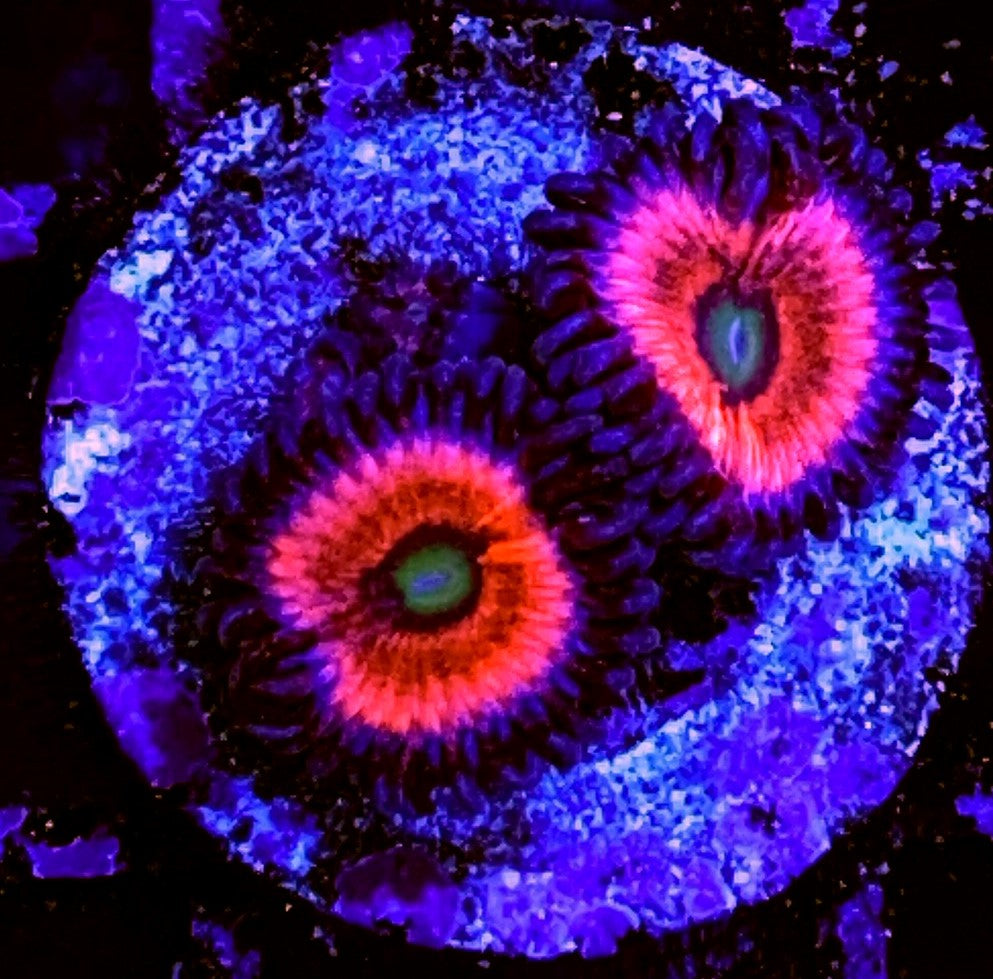 Pink Cat Eyes Fusion Paly Frag - Violet Aquarium 