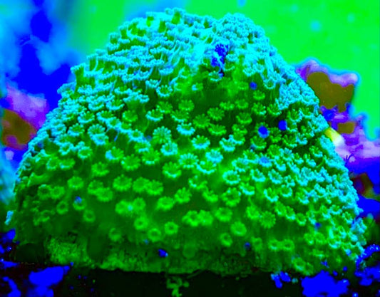 Green Montipora