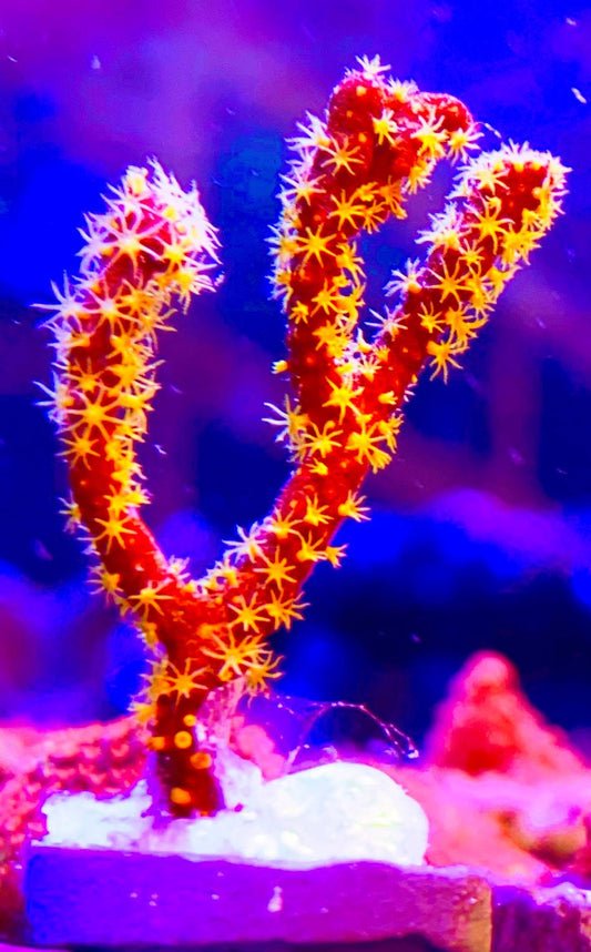 Red/Yellow Finger Gorgonian