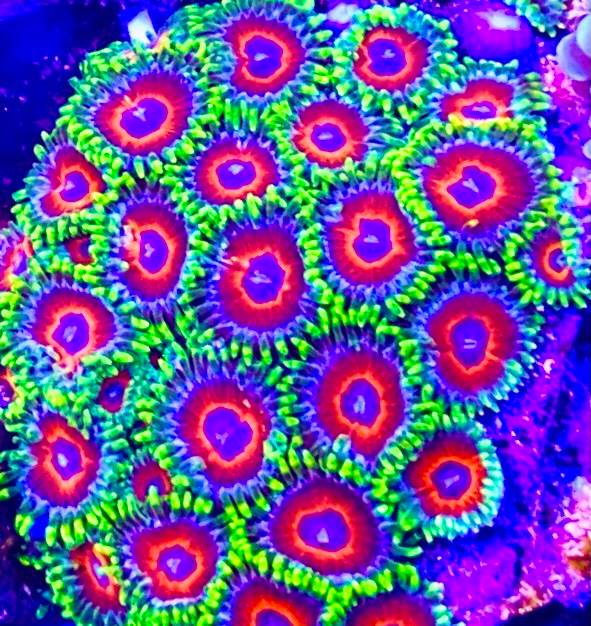 Watermelon Zoanthid