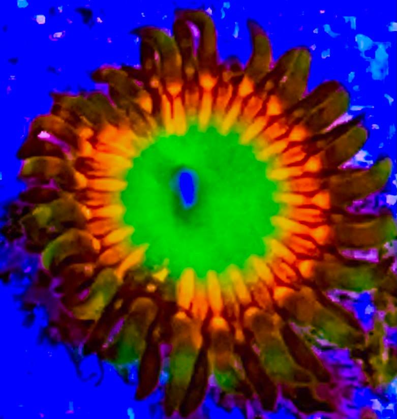 Cornbred's Money Shot Zoanthid - Violet Aquarium 