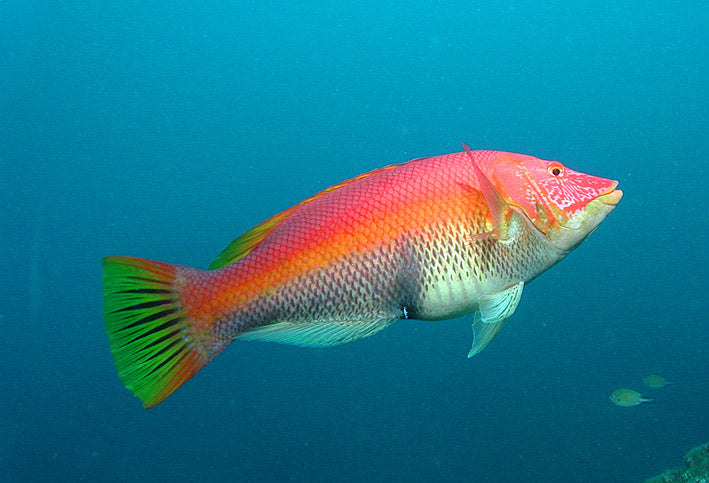 Barred Hogfish Fish Show Size (Maldives) - Violet Sea Fish and Coral