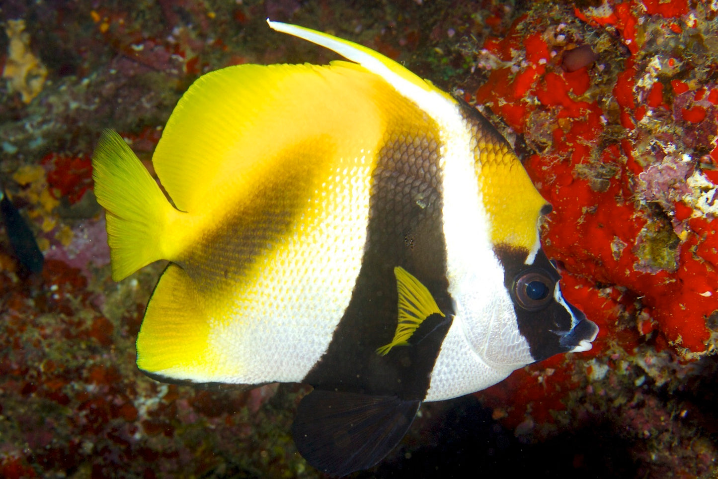 Masked Heniochus Butterflyfish - Violet Sea Fish and Coral