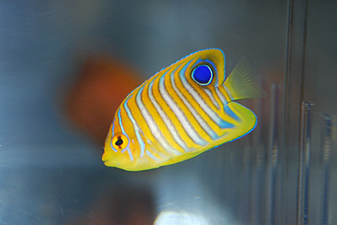 Yellow Belly Regal Angelfish - Violet Sea Fish and Coral