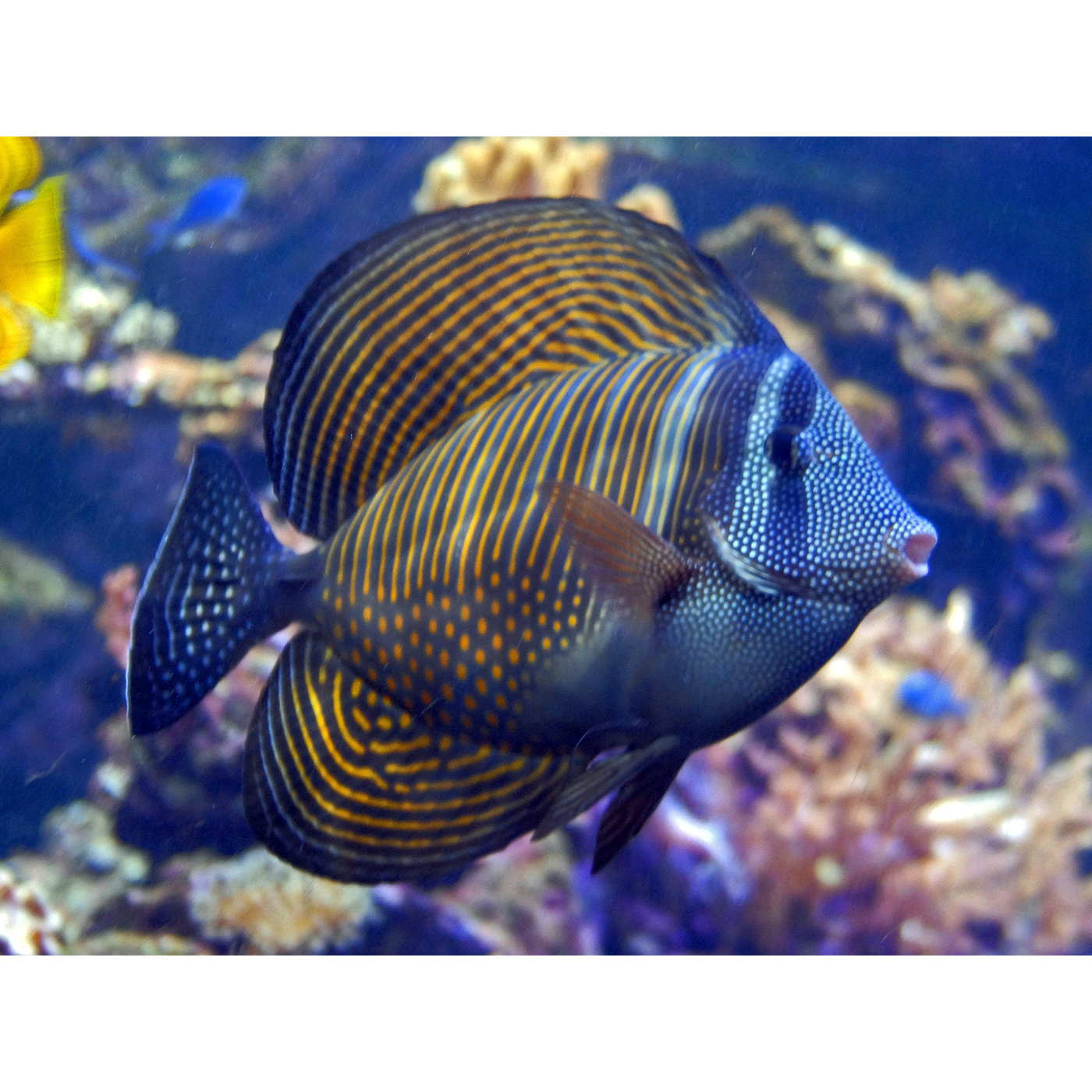 Desjardini Tang (Red Sea Sailfin Tang) - Violet Aquarium