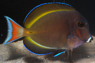 Hybrid Achilles Goldrim Tang Fish Sale - Violet Sea Fish and Coral