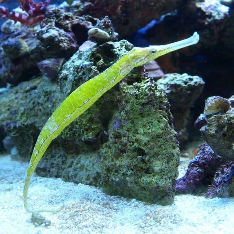 Alligator Pipefish - Violet Aquarium