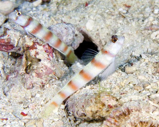 Orange Banded Prawn Goby - Violet Sea Fish and Coral