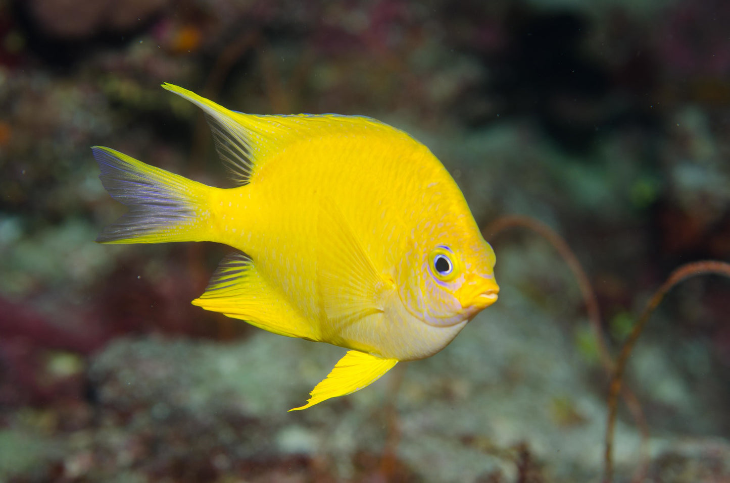 Golden Damselfish - Violet Sea Fish and Coral