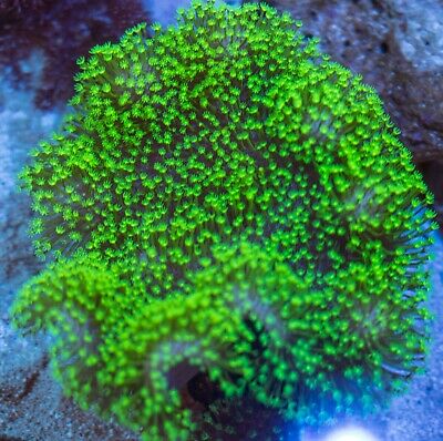 WWC Neon Green Toadstool Coral Frag - Violet Sea Fish and Coral
