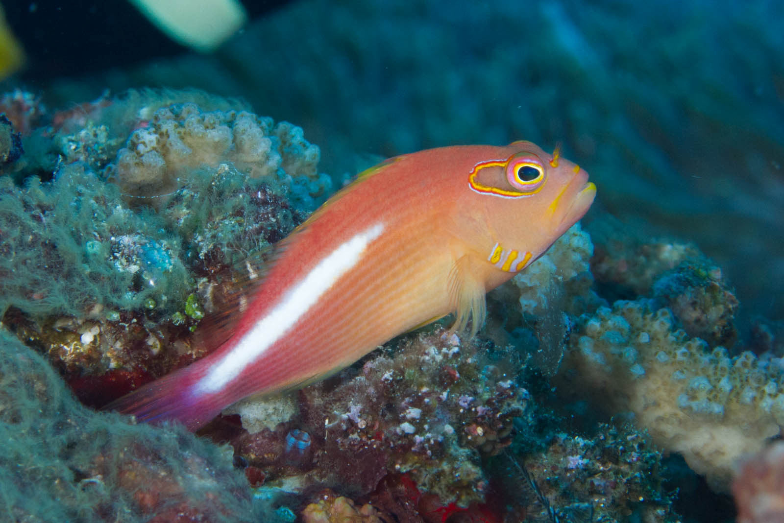 Arc-Eye Hawkfish - Violet Aquarium