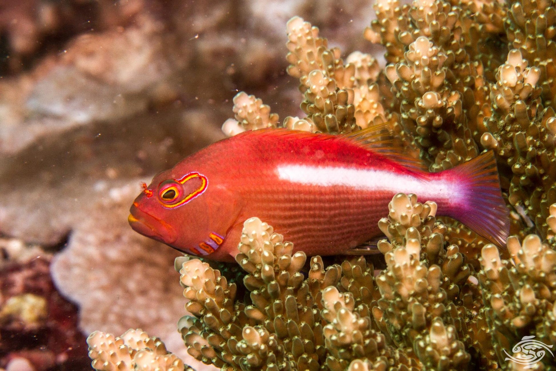 Arc-Eye Hawkfish - Violet Aquarium