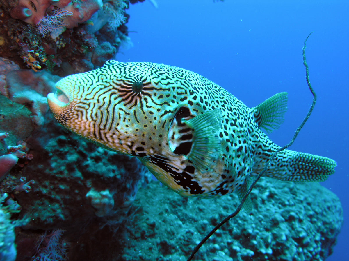Mapa Puffer Mappa Pufferfish Size: L 4
