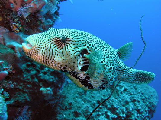 Mappa Pufferfish - Violet Sea Fish and Coral