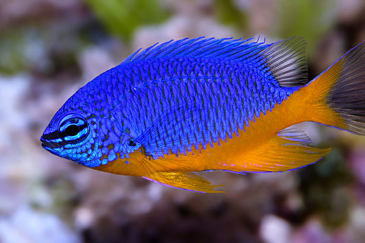 Kupang Damselfish - Violet Aquarium