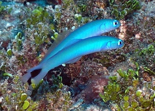 Blue Gudgeon Dartfish - Violet Aquarium