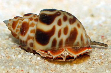 Babylonia Snail