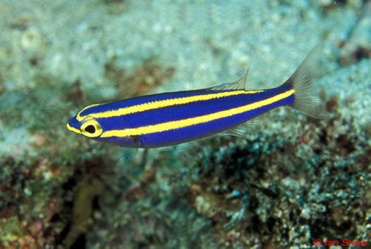Banana Fish - Violet Sea Fish and Coral